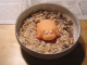 Party_Schwein 002