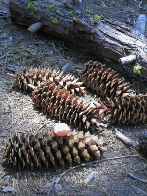 Besteigung des Sequoia Zapfens