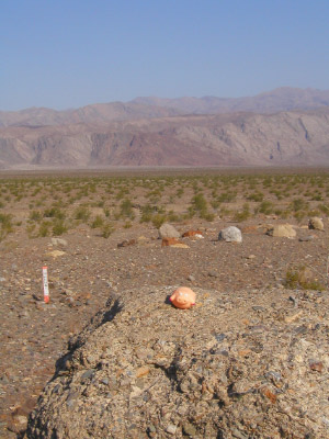 Death Valley Schwein 2