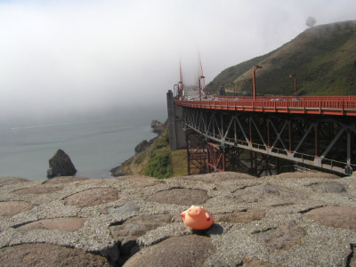 Golden Gate Schwein 2