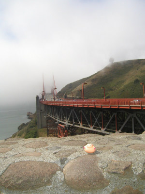 Golden Gate Schwein
