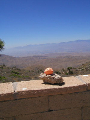 Keys View Schwein