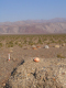 Death Valley Schwein 2