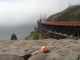 Golden Gate Schwein 2