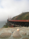 Golden Gate Schwein