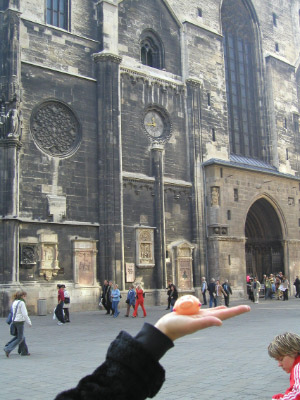 Domschwein